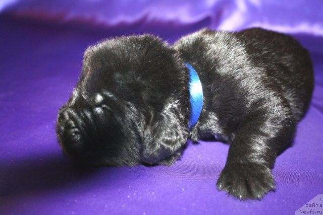 Фото: щенок, ньюфаундленд King of Helluland I'm Precious, ньюфаундленд Ньюфорт Бай'ю Тиана