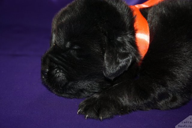 Фото: щенок, ньюфаундленд King of Helluland I'm Precious, ньюфаундленд Ньюфорт Бай'ю Тиана