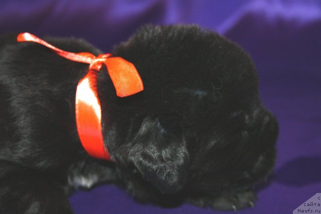 Фото: щенок, ньюфаундленд Ньюфорт Бай'ю Тиана, ньюфаундленд King of Helluland I'm Precious