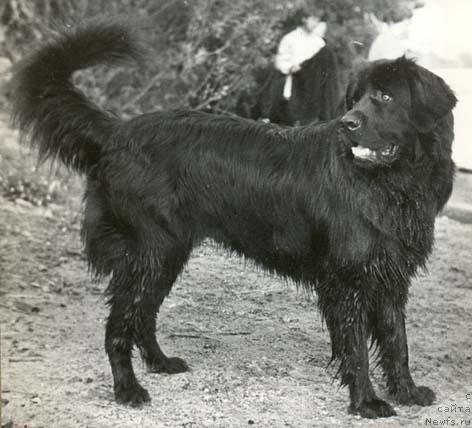 Фото: ньюфаундленд Посейдон