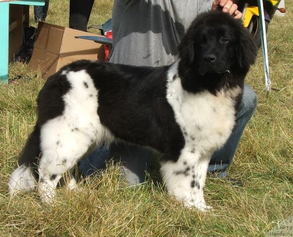 Фото: ньюфаундленд Плюшевая Панда Феличита (Plushevaya Panda Felicita)