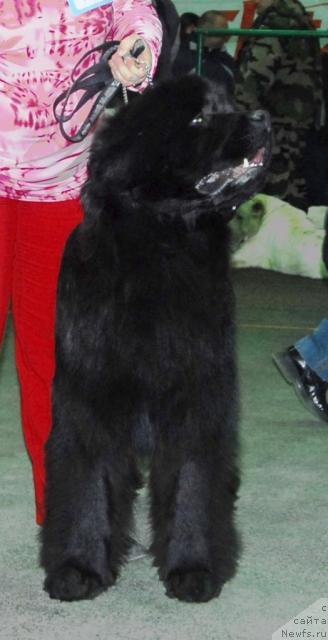 Фото: ньюфаундленд Сент Джонс Изюм