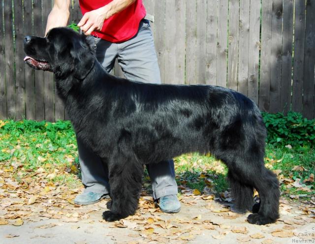 Фото: ньюфаундленд Сент Джонс Инфинити