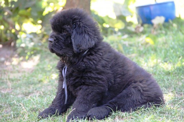 Фото: ньюфаундленд Аз Труэ Бегущая по Волнам Династия Совершенства (As True for Beguschaya po Volnam Dinastiya Soverchenstva)