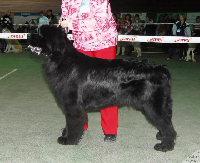 Фото: ньюфаундленд Сент Джонс Изюм