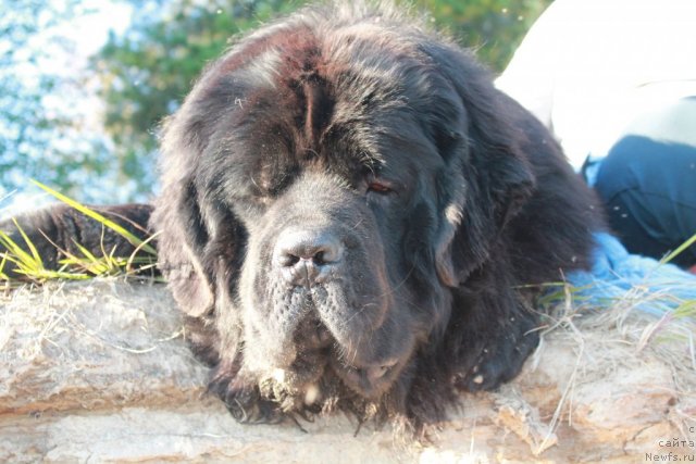 Фото: ньюфаундленд Омар Шериф