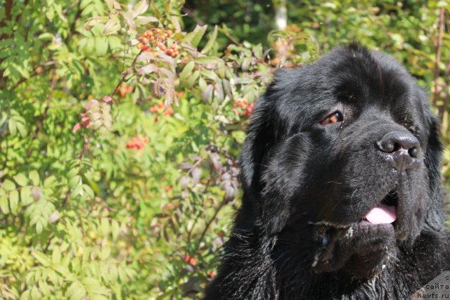 Фото: ньюфаундленд Омар Шериф