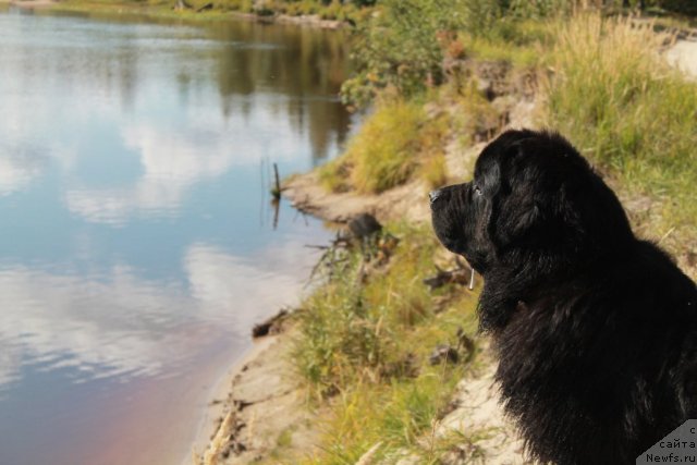Фото: ньюфаундленд Омар Шериф