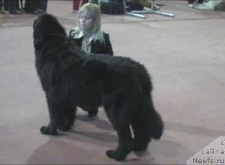 Фото: ньюфаундленд Бренда Кара Дениз