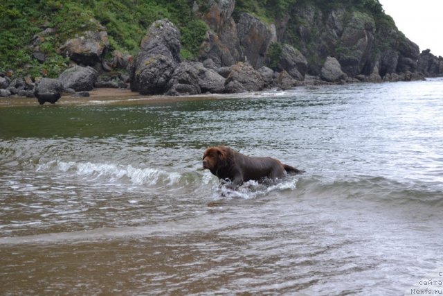 Фото: ньюфаундленд Аркадия Виват Арбона