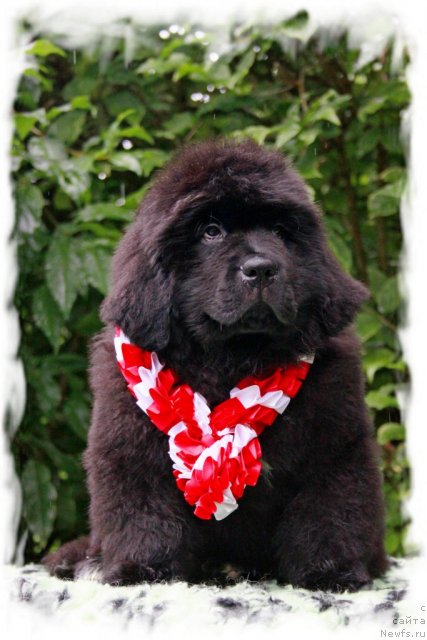 Фотография № 104710