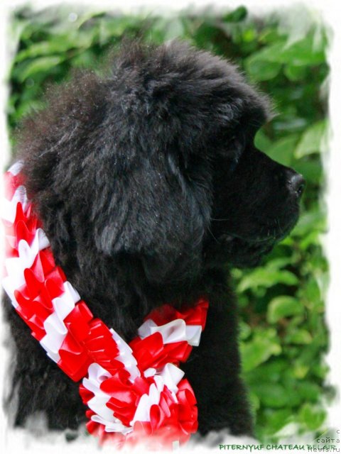 Фотография № 104711