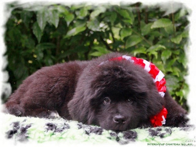 Фото: ньюфаундленд Питерньюф Чателау БелАир (Piternyuf Chateau Belair)