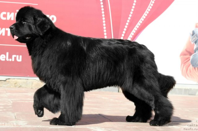 Фото: ньюфаундленд Акватория Келвин Оушен Дрим