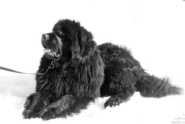 Фото: ньюфаундленд Юган с Тоянова Городка (Ygan s Toyanova Gorodka)