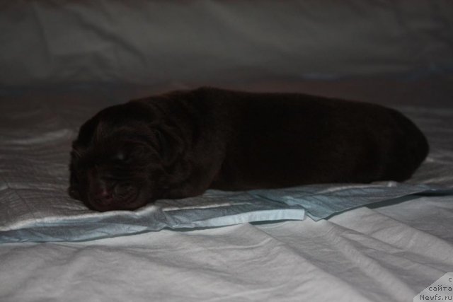 Фото: ньюфаундленд Ерофей Хранитель Счастья