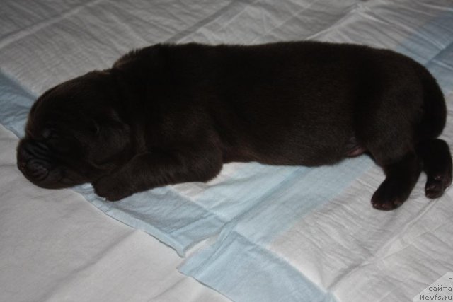 Фото: ньюфаундленд Ерофей Хранитель Счастья