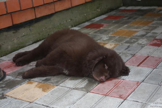 Фото: ньюфаундленд Ерофей Хранитель Счастья