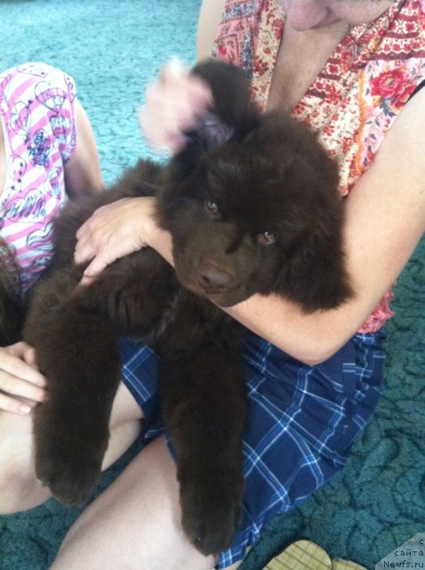 Фото: ньюфаундленд Ерофей Хранитель Счастья