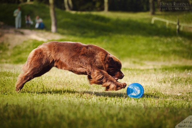 Фото: ньюфаундленд Черный Шарм Ангельская Красота (Chernyi Sharm Angel'skaya Krasota)