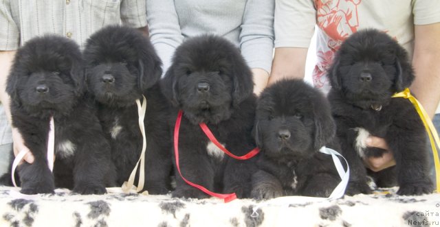 Фото: питомник 