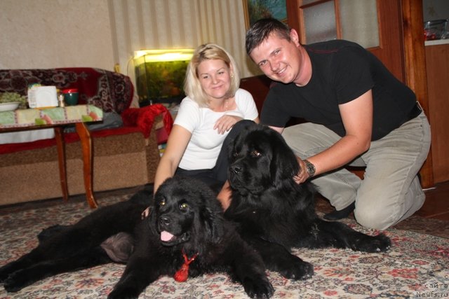 Фото: ньюфаундленд Май Фульджидо Стелла (My Fulgido Stella), ньюфаундленд Их Высочество Виола Жанмоника (Ih Visochestvo Viola Zhanmonika), Елена Высевко, Павел