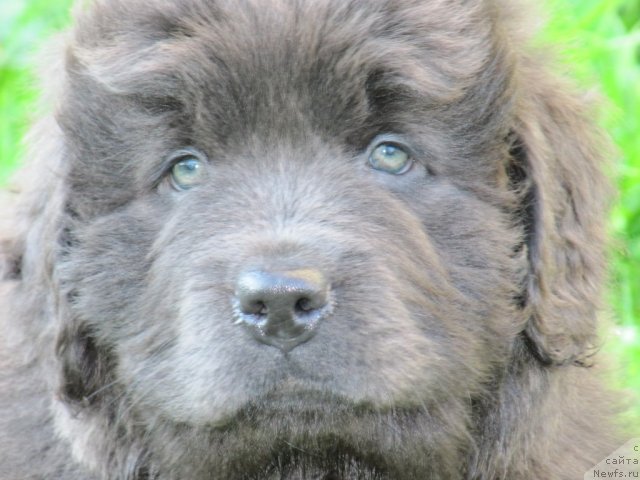 Фото: ньюфаундленд Мелти Вейв Марин Тифея (Melty Wave Marine Tifeya)