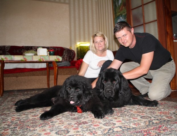 Фото: ньюфаундленд Май Фульджидо Стелла (My Fulgido Stella), ньюфаундленд Их Высочество Виола Жанмоника (Ih Visochestvo Viola Zhanmonika), Елена Высевко, Павел