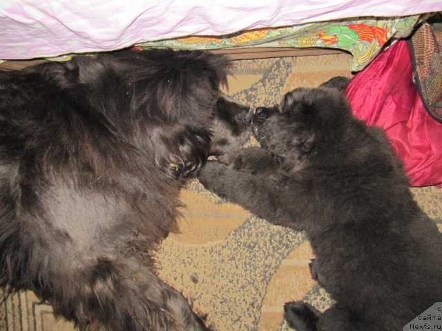 Фото: ньюфаундленд Дюрбахлер Клаб Альфаретта Виньетта, ньюфаундленд Мелти Вейв Марин Тифея (Melty Wave Marine Tifeya)