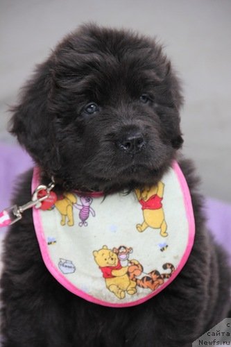 Фото: ньюфаундленд Мелти Вейв Марин Тифея (Melty Wave Marine Tifeya)