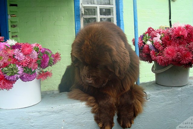 Фото: ньюфаундленд Акватория Келвин Райз Афтэ Ми (Aquatoriya Kelvin Rise After Me)