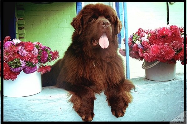 Фото: ньюфаундленд Акватория Келвин Райз Афтэ Ми (Aquatoriya Kelvin Rise After Me)