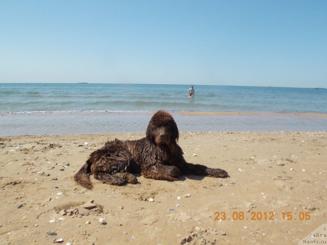 Фото: ньюфаундленд Хохотушка с Берега Дона (Hohotushka s Berega Dona)