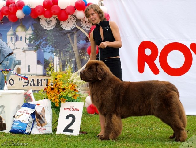 Фото: ньюфаундленд Черный Шарм Ангельская Красота (Chernyi Sharm Angel'skaya Krasota)