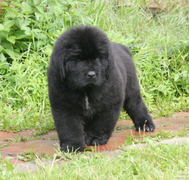 Фото: Бегущая по волнам Шангри-Ла