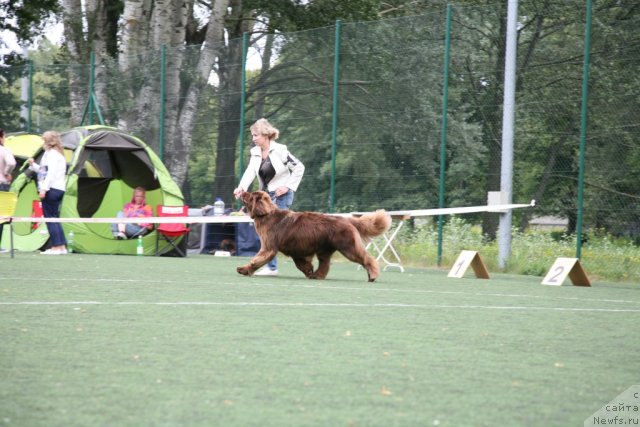 Фото: ньюфаундленд Newettas Vanessa