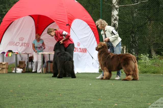 Фото: ньюфаундленд Newettas Vanessa, ньюфаундленд Kind Heart Midnight Bear