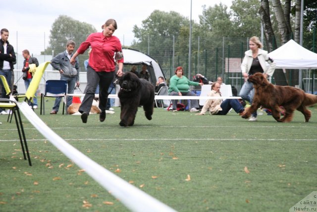 Фото: ньюфаундленд Newettas Vanessa, ньюфаундленд Kind Heart Midnight Bear