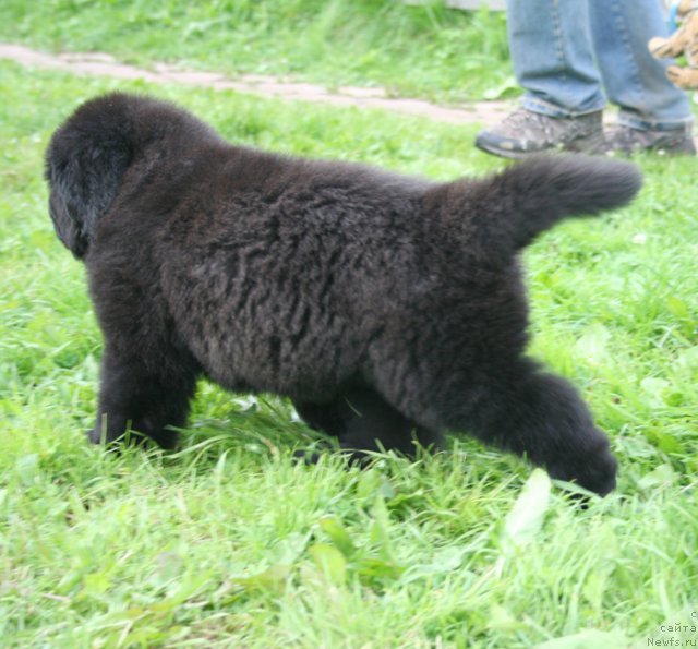 Фото: Бегущая по волнам Шейк Ит Ап