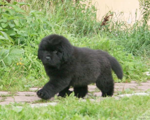 Фото: Бегущая по волнам Шейк Ит Ап