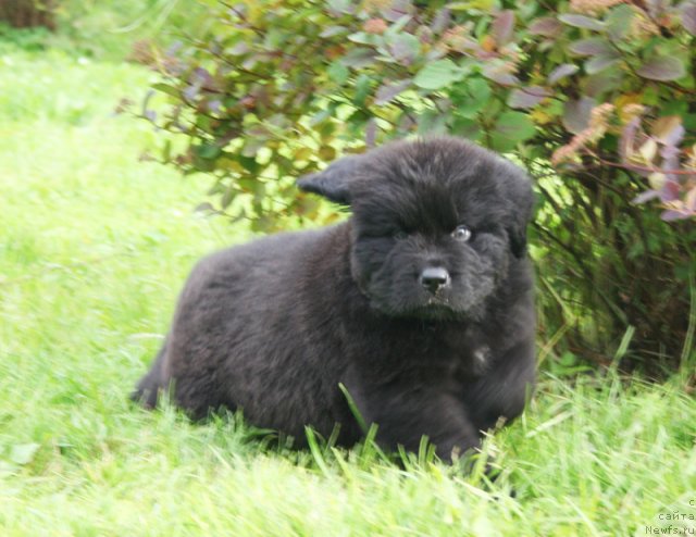 Фото: Бегущая по волнам Шейк Ит Ап