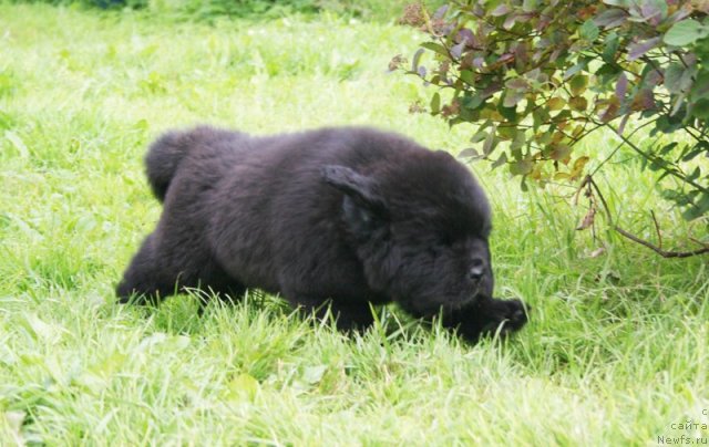 Фото: Бегущая по волнам Шейк ит Ап