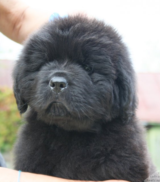 Фото: Бегущая по волнам Шейк Ит Ап