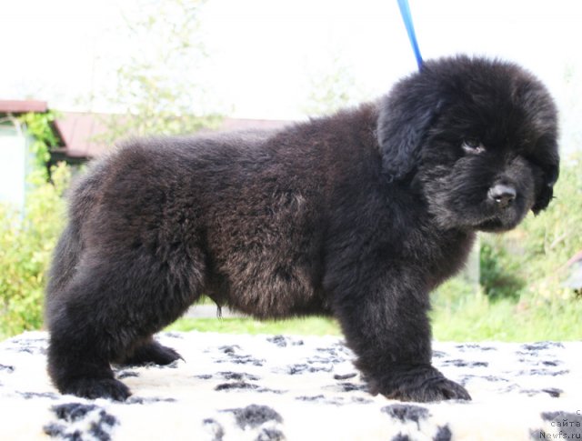 Фотография № 104939