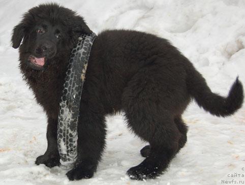 Фотография № 10494