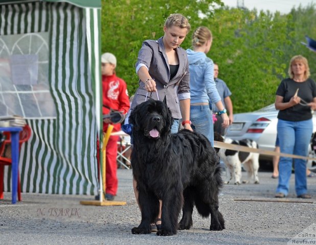 Фото: ньюфаундленд Вом Ватерфалл Лэнд Ай Тодор (Vom Waterfall Land Ay Todor)
