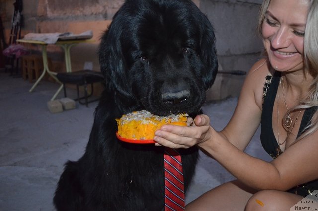 Фото: ньюфаундленд Вом Ватерфалл Лэнд Ай Тодор (Vom Waterfall Land Ay Todor)