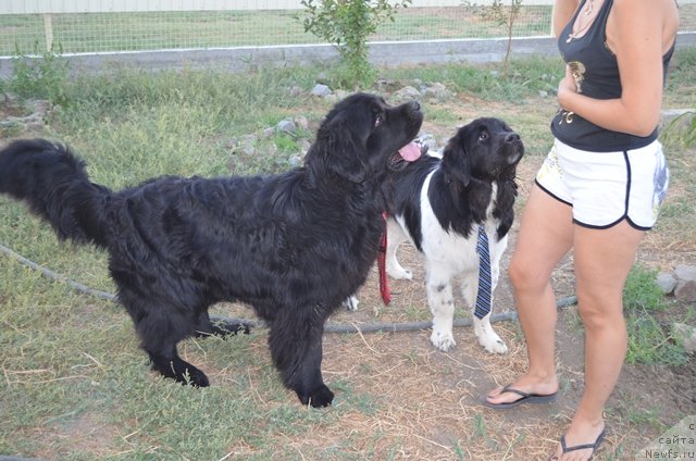 Фото: ньюфаундленд Вом Ватерфалл Лэнд Ай Тодор (Vom Waterfall Land Ay Todor), ньюфаундленд Черный Шарм Ванкувер