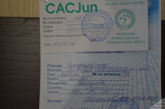 Фото: ньюфаундленд Вом Ватерфалл Лэнд Ай Тодор (Vom Waterfall Land Ay Todor)