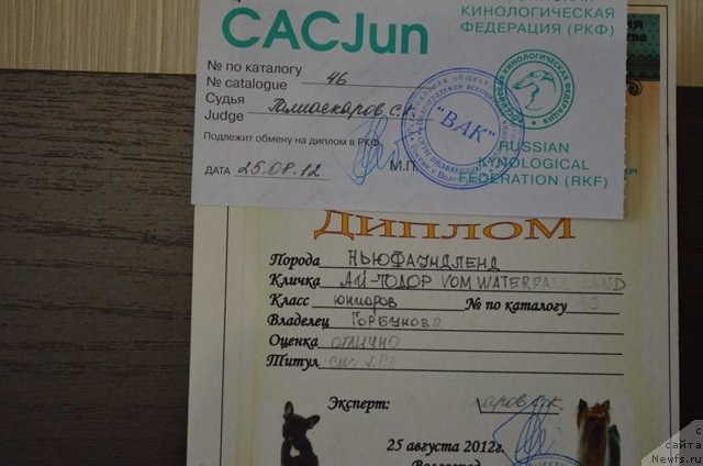 Фото: ньюфаундленд Вом Ватерфалл Лэнд Ай Тодор (Vom Waterfall Land Ay Todor)